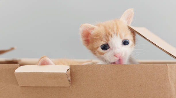 istock Cute ginger tabby cat in cardboard box, lovely kitten, studio shot. 1164844659