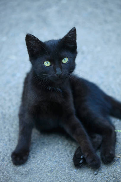 istock portrait of wild cat 1164844891