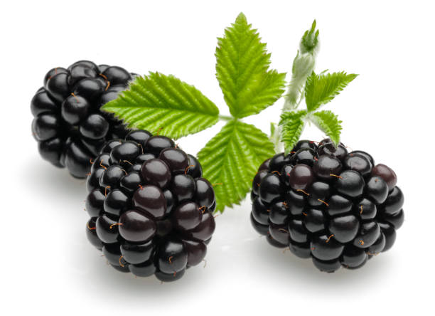 istock Fresh blackberries with leaves isolated on white 1164846092