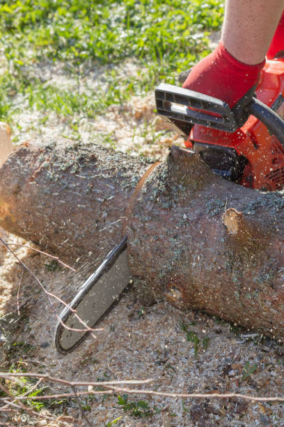 istock Cut the logs with a chainsaw to prepare firewood 1164847535