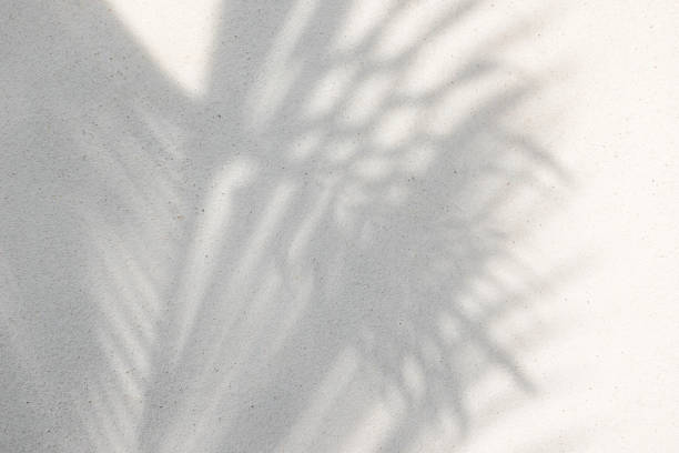 istock abstract background texture of shadows palm leaves on a concrete wall 1164847621