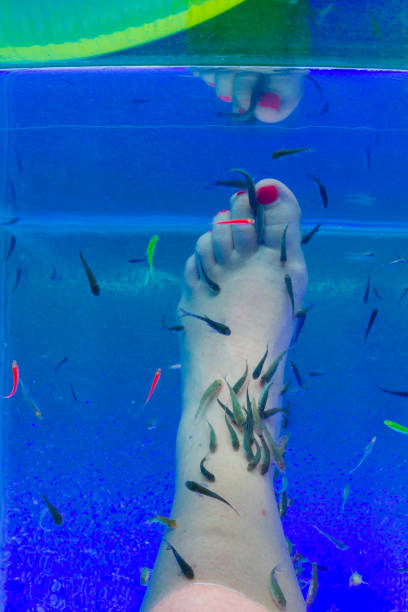 istock Fish Garra rufa in the aquarium treated feet 1164848004
