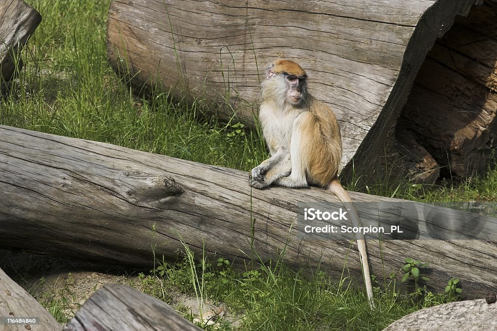 scimmia - Foto stock royalty-free di Africa