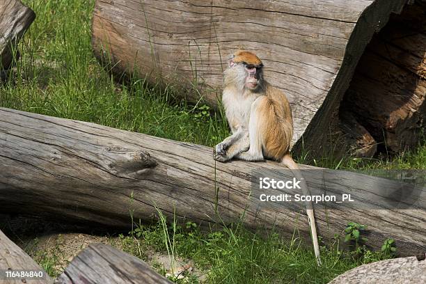 Scimmia - Fotografie stock e altre immagini di Africa - Africa, Ambientazione esterna, Animale