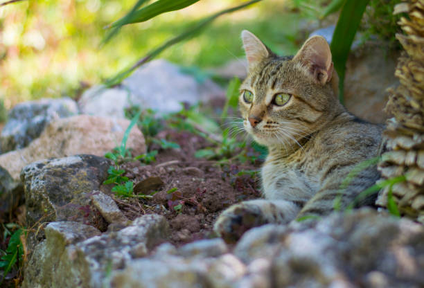 European tabby cat looking focused on something in a distance close up photo