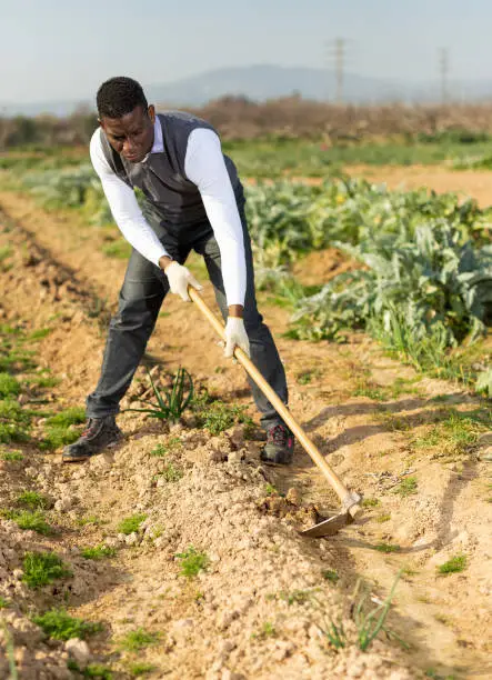 Photo of Man hoeing between onion plants
