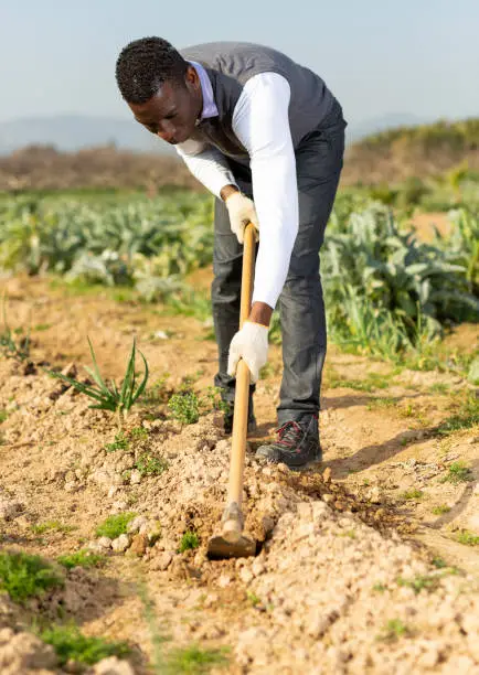 Photo of Male weeding scallion plants