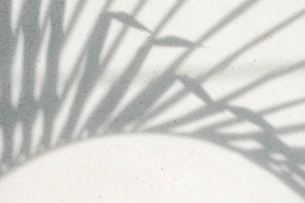 istock abstract background texture of shadows palm leaves on a concrete wall 1164849120