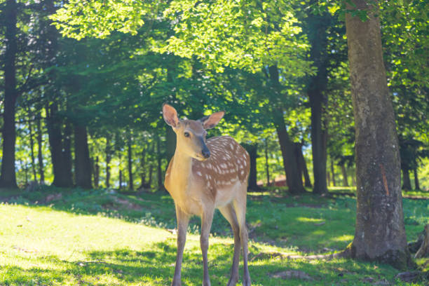 istock Deer on a meadow in a forest 1164849141