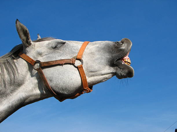 Profile of neighing horse on blue sky background stock photo