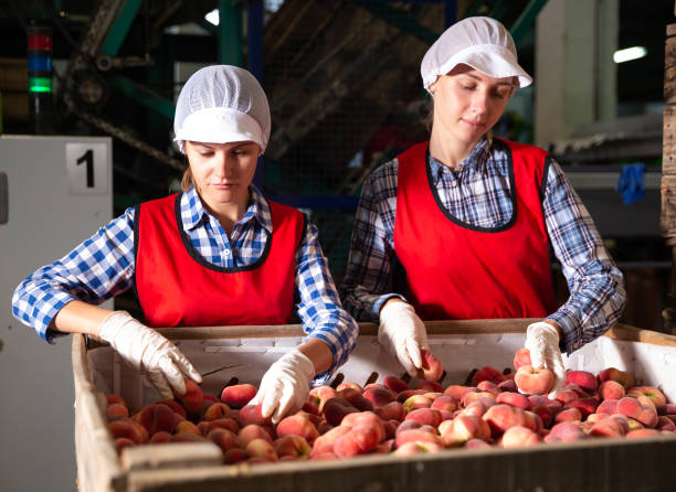 istock Young women sorting peaches and checking quality at warehouse 1164851100