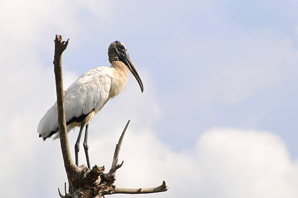istock wood stork, Mycteria americana 116485164