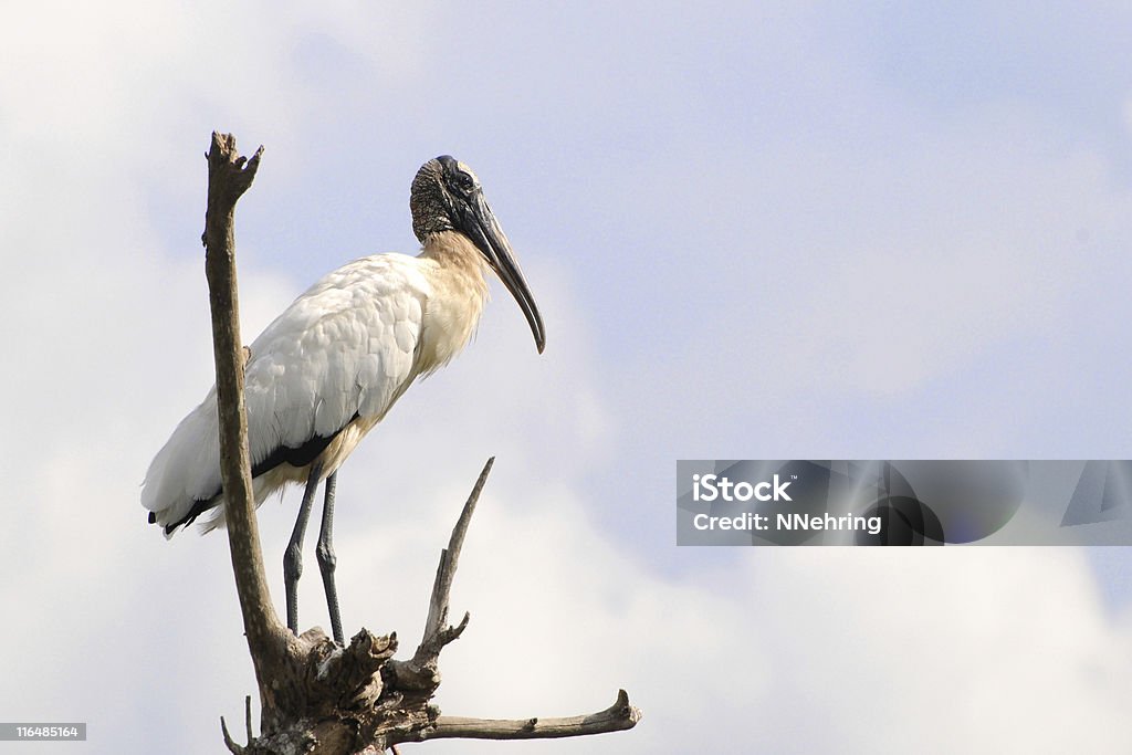 wood stork, Mycteria americana Wood stork,  Everglades National Park Stock Photo