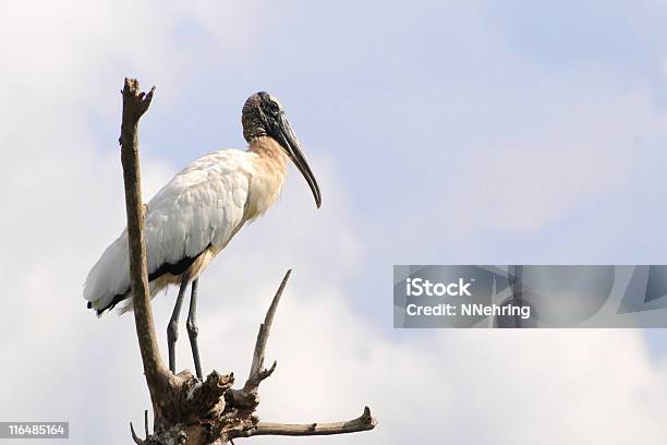 Wood Stork Mycteria Americana Stock Photo - Download Image Now - Everglades National Park, Wood Stork, Animal