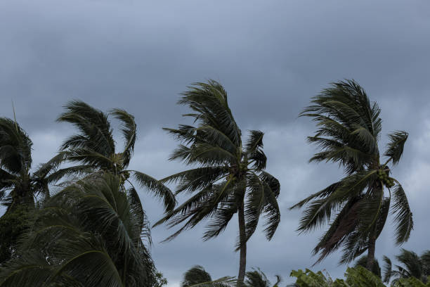 istock Beginning of tornado or hurricane winding and blowing coconut palms tree with dark storm clouds. Rainy season in the tropical 1164853204