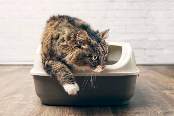 Maine coon cat using the litter box. Maine coon cat using the litter box. longhair cat photos stock pictures, royalty-free photos & images