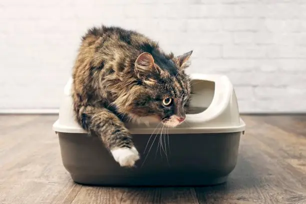 Photo of Maine coon cat using the litter box.