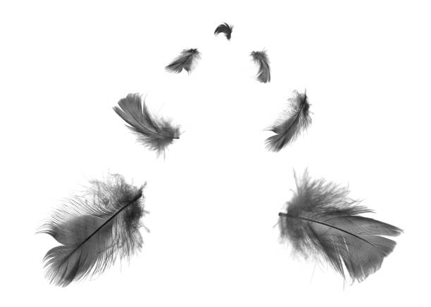 istock Beautiful black feathers floating in air isolated on white background 1164853318