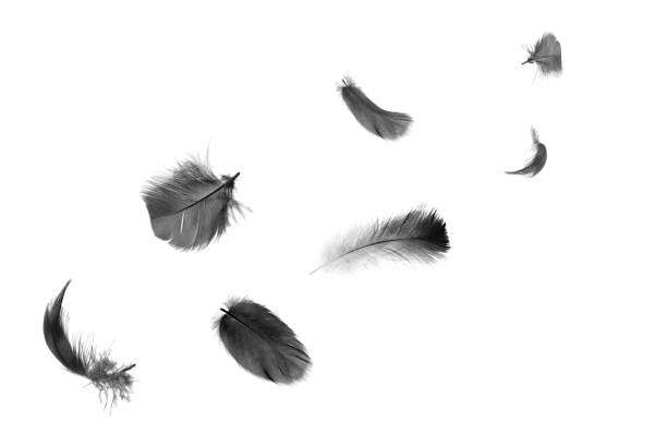istock Beautiful black feathers floating in air isolated on white background 1164853322