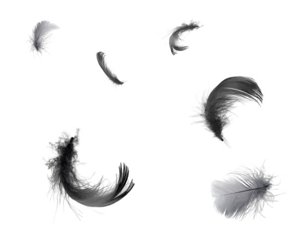 istock Beautiful black feathers floating in air isolated on white background 1164853366