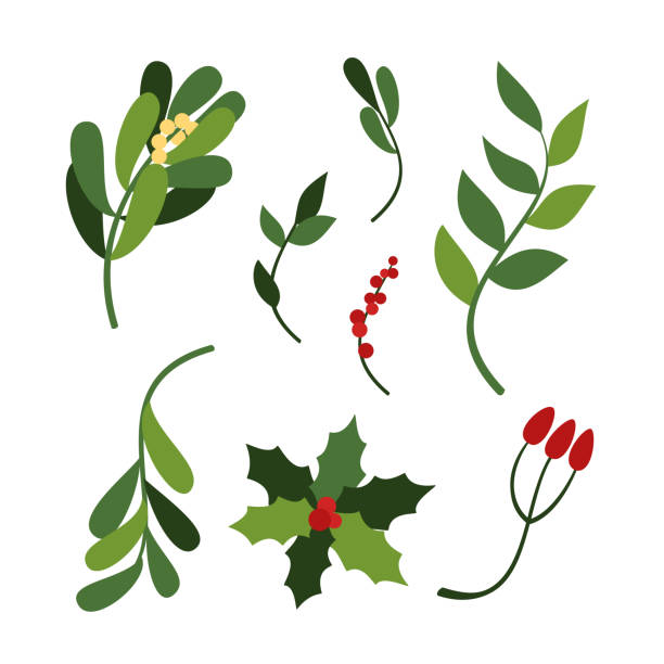 vektor-set von hand gezeichnet weihnachten urlaub grüne blätter und zweige holly, misteln. - christmas holly mistletoe symbol stock-grafiken, -clipart, -cartoons und -symbole