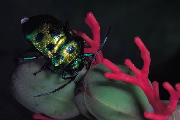 istock Jewel bug on Jatropa. Order: Hemiptera. Maharashtra, India. 1164854670