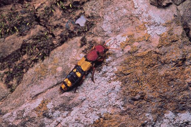 escarabajo rove. familia: staphylinidae. fuerte rajgad, maharashtra, india. - asnillo fotografías e imágenes de stock