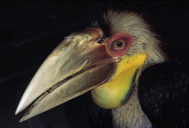 Rhyticeros undulatus. Wreathed Hornbill. Captive specimen. Arunachal Pradesh, India. Rhyticeros undulatus. Wreathed Hornbill. Captive specimen. Arunachal Pradesh, India. wreathed hornbill stock pictures, royalty-free photos & images