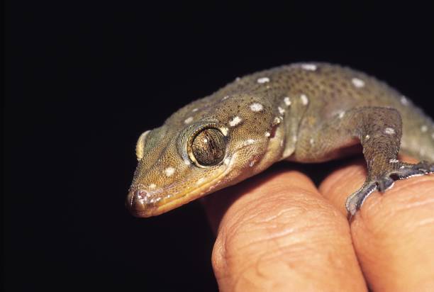 istock Hemidactylus prashadi. Prashad's Gecko. rare. Castle Rock, Karnataka, India. 1164855487