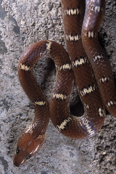istock Lycodon aulicus COMMON INDIAN WOLF SNAKE. CLOSE UP. Non venomous. Photographed near Pune (=Poona district) Maharashtra, INDIA. 1164856253