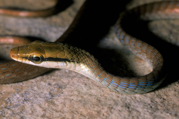 istock BOULENGER'S BRONZEBACK TREE SNAKE Dendrelaphis c.f. bifrenalis 1164856261