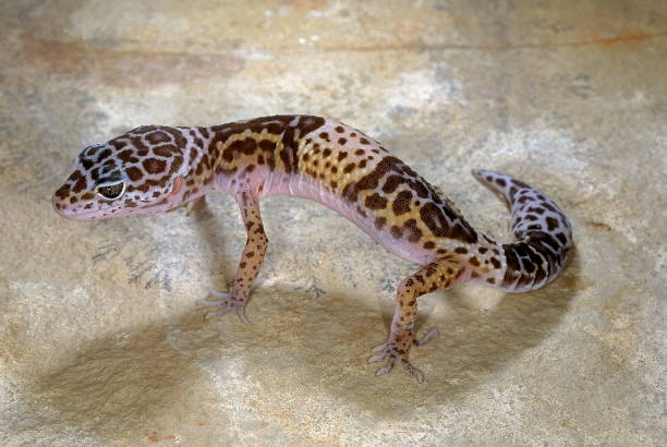 istock WESTERN INDIAN LEOPARD GECKO Eublepharis fuscus 1164856387