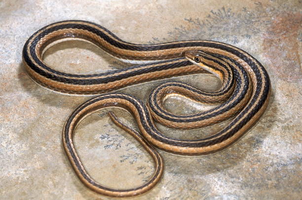 istock LEITH'S SAND SNAKE Psammophis leithii from Ahmedabad, Gujarat, India. Entire body - coiled. 1164856424