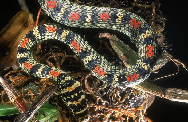 istock FLYING SNAKE Chrysopelea ornata. Specimen from the Western Ghats, India. 1164856425