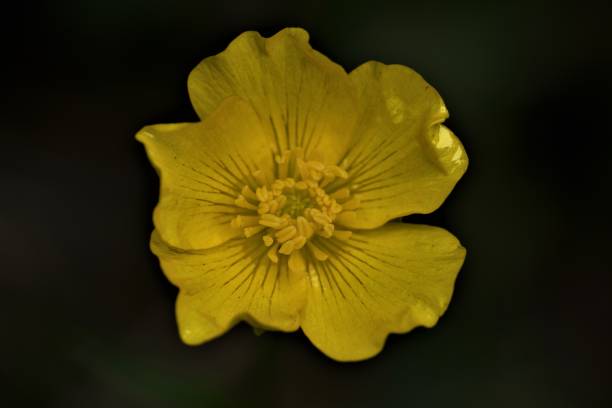 istock Buttercup Macro, Beeston, along the 'Sandstone trail,' Cheshire, England 1164857169