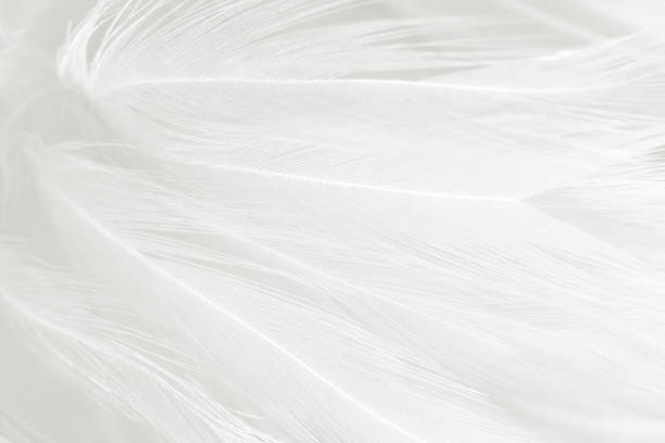istock Beautiful white gray colors tone feather texture background 1164858299