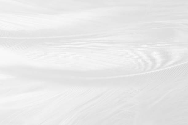 istock Beautiful white gray colors tone feather texture background 1164858305