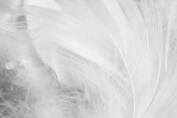 istock Beautiful white gray colors tone feather texture background 1164858323
