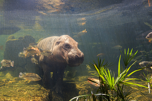 Pygmy hippos underwater at the zoo