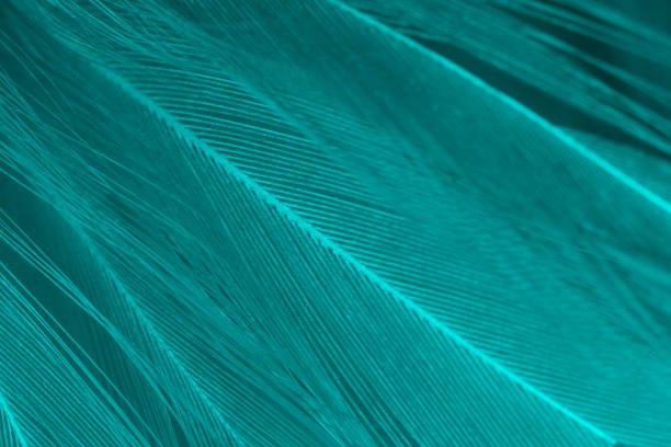 istock Beautiful dark green vintage color trends feather texture background 1164859872