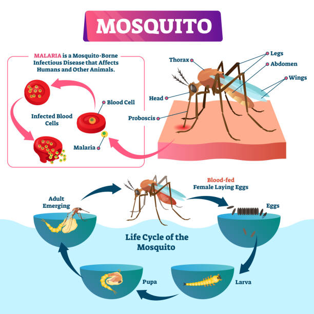 illustrazioni stock, clip art, cartoni animati e icone di tendenza di illustrazione vettoriale di zanzare. specie di insetti etichettate con malattia da malaria. - malaria parasite