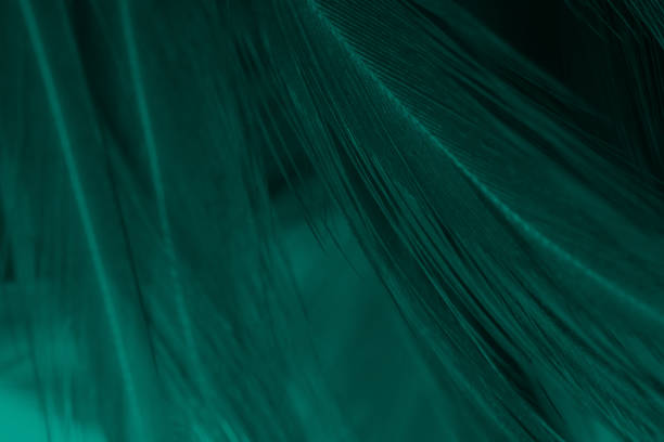 istock Beautiful dark green vintage color trends feather texture background 1164859940