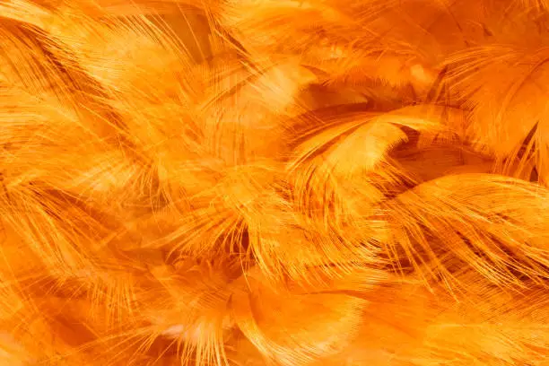 Beautiful orange-red colors tone feather texture background, trends color