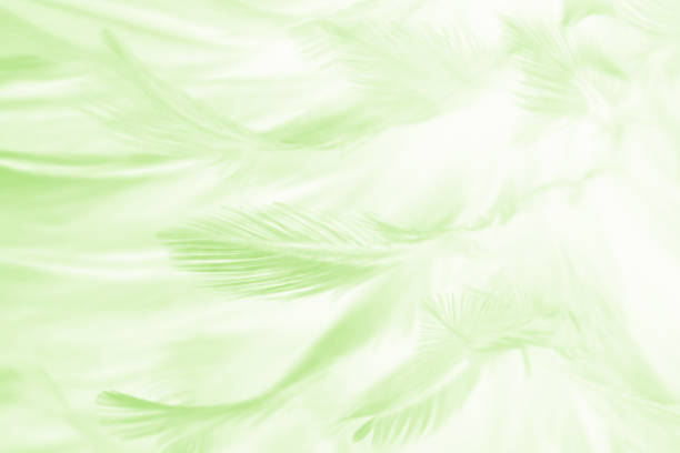istock Beautiful green colors tone feather texture background 1164860325