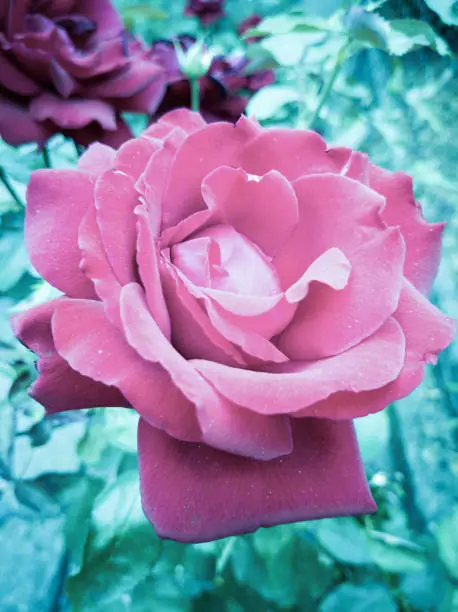 Photo of Rose Blossom