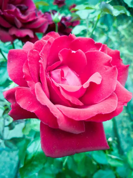 Photo of Rose Blossom