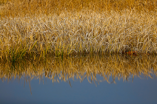 reed beds