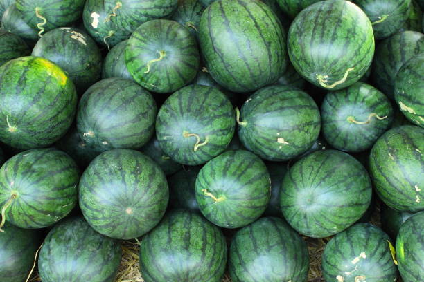 A bulk of watermelon from organic farm stock photo