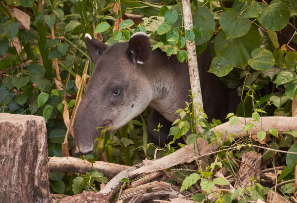 un tapir caminando en el parque nacional de corcovado, costa rica - tapir fotografías e imágenes de stock