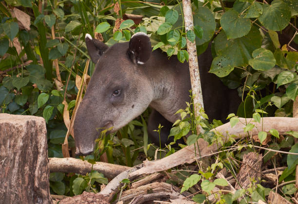 un tapiro che cammina nel parco nazionale del corcovado, costa rica - tapiro foto e immagini stock